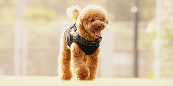 ドッグプランサムネイル